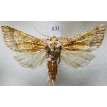 Gortyna flavago (Denis & Schiffermüller, 1775) Czech83l